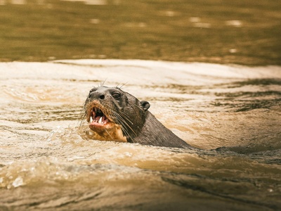 Giant Otter