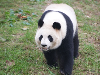 Giant panda