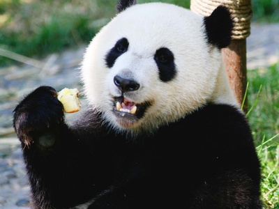 Giant panda
