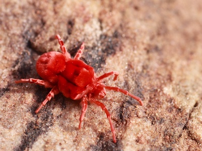 Giant red velvet mite