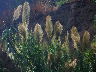 Giant Reed