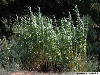 Giant reed