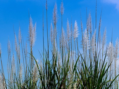 Giant reed
