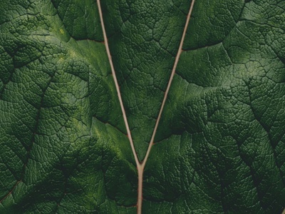 Giant rhubarb