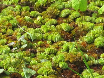 Giant Salvinia