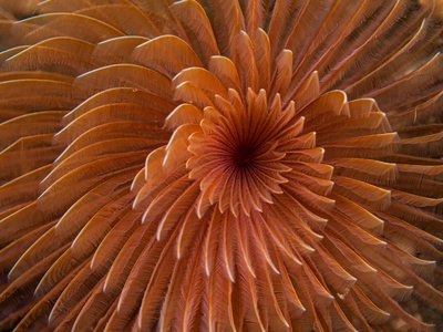 Giant Sea Anemone
