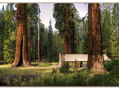 Giant sequoia