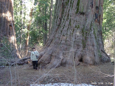Giant Sequoia