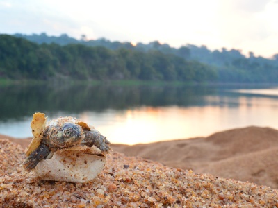 Giant South American River Turtle