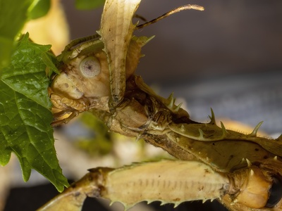 Giant Stick Insect