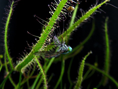 Giant Sundew
