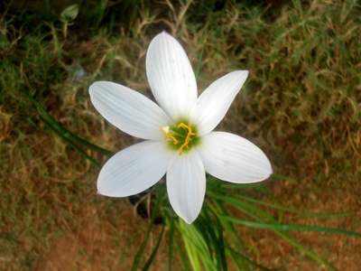 Ginger Lily