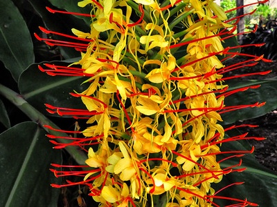 Ginger Lily