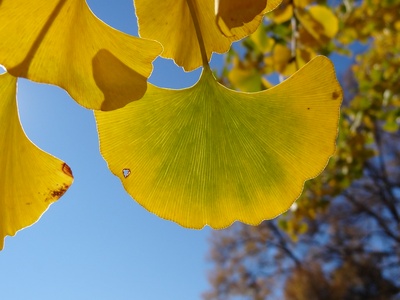 Ginkgo