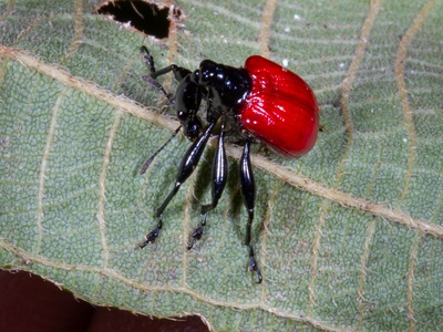 Giraffe Weevil