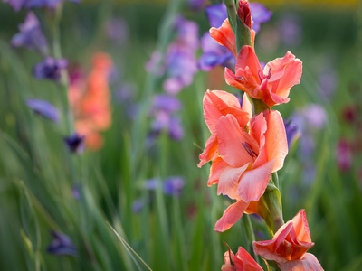 Gladiolus