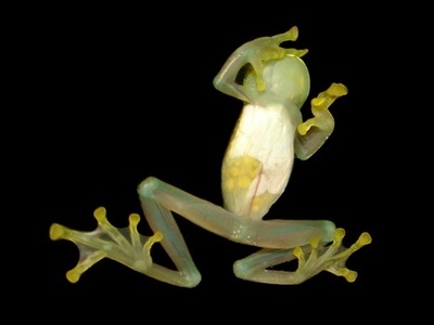 Glass frog
