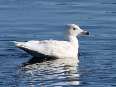 Glaucous Gull