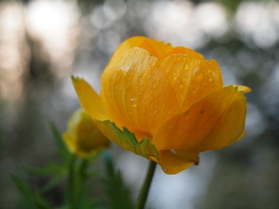 Globe flower
