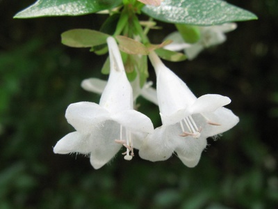 Glossy Abelia