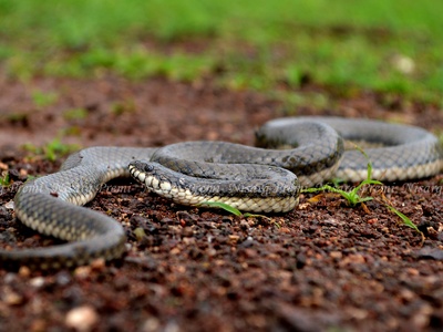 Glossy Marsh Snake