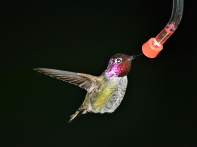 Glow-throated Hummingbird
