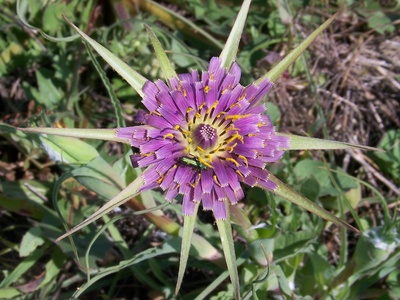 Goat's-beard (Salsify)