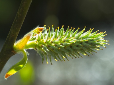 Goat willow