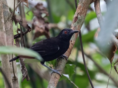 Goeldi’s antbird