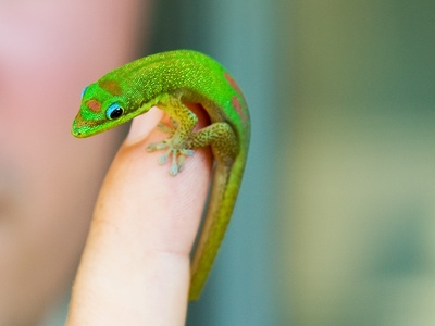 Gold Dust Day Gecko