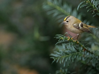 Goldcrest