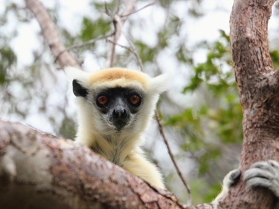 Golden-crowned Sifaka