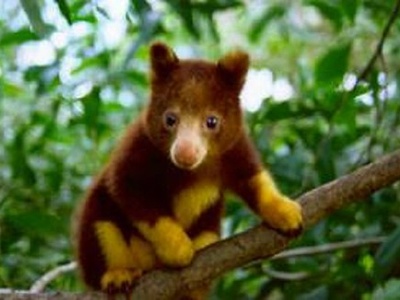Golden-mantled Tree-kangaroo