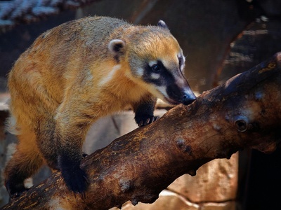Golden bamboo lemur