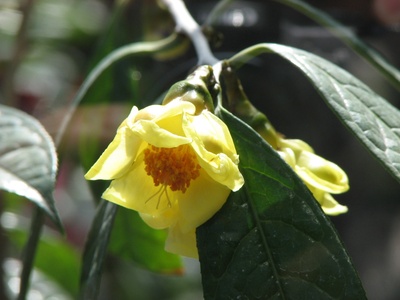 Golden Camellia