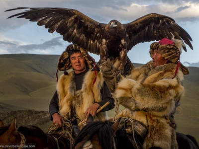 Golden Eagle