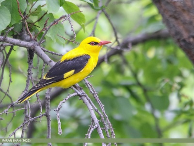 Golden Oriole