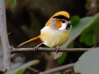Golden parrotbill