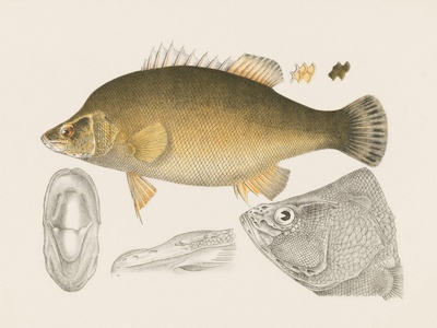 Golden perch