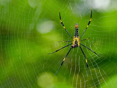 Golden Silk Orb-weaver