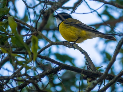 Golden Whistler