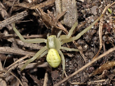 Goldenrod Crab Spider