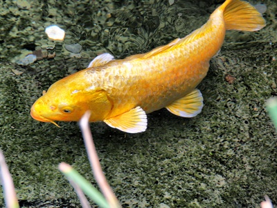 Goldfish