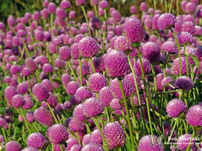 Gomphrena