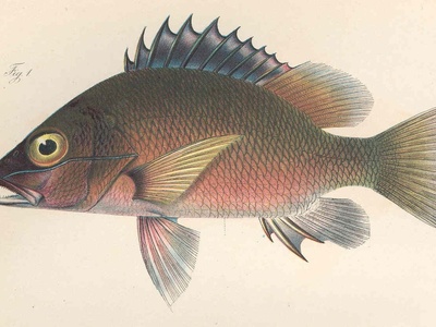 Gorean snapper