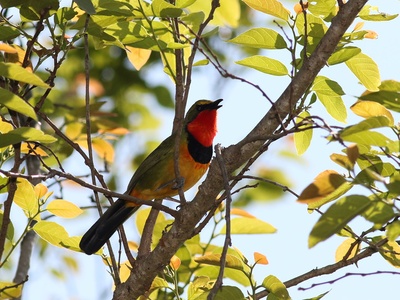 Gorgeous Bushshrike