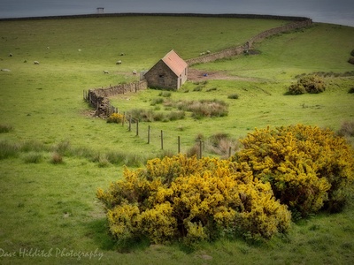 Gorse