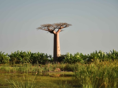 Grandidier's Baobab