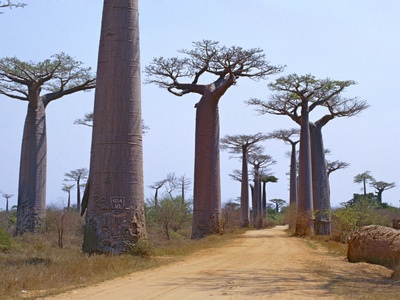 Grandidier's Baobab