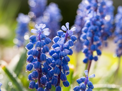 Grape Hyacinth